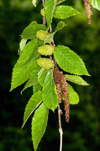 Betula alleghaniensis #1